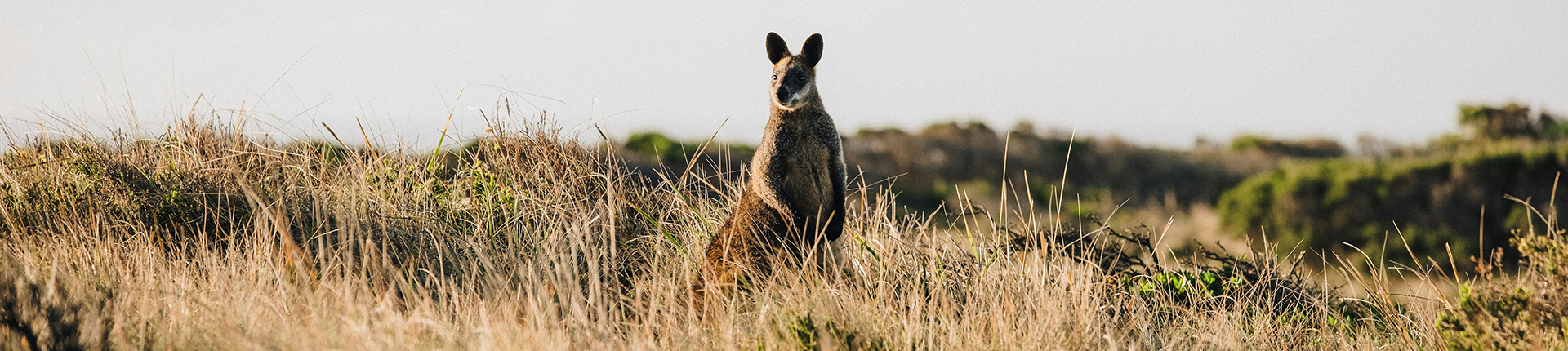 Lone kangaroo in a grassy field