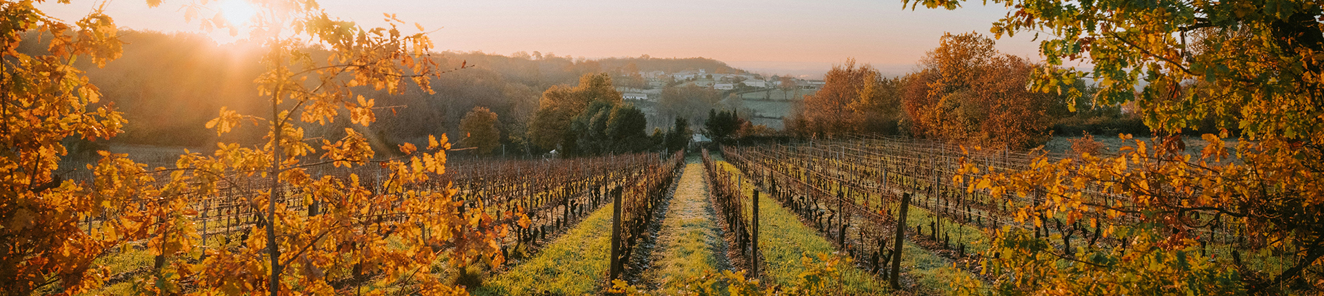 Sun shining though trees on a vineyard in France during autumn