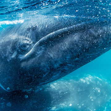 Lindblad Expeditions - National Geographic | Ultimate Whale Watching Experience in Baja California