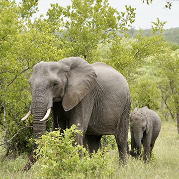 Where safari meets serenity