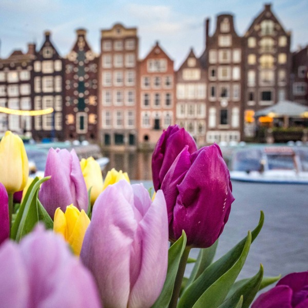 Tulips, canals and timeless charm with Viking
