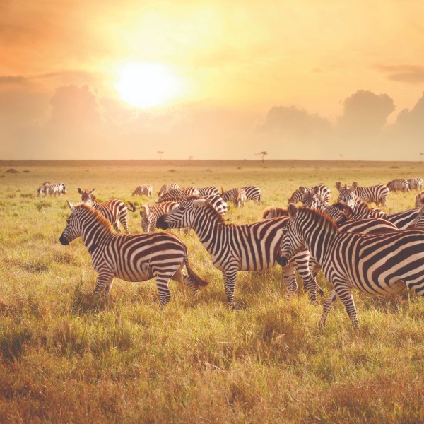 The wild, guided by Micato Safaris
