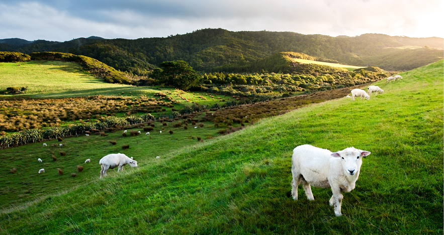 NZ Sheep