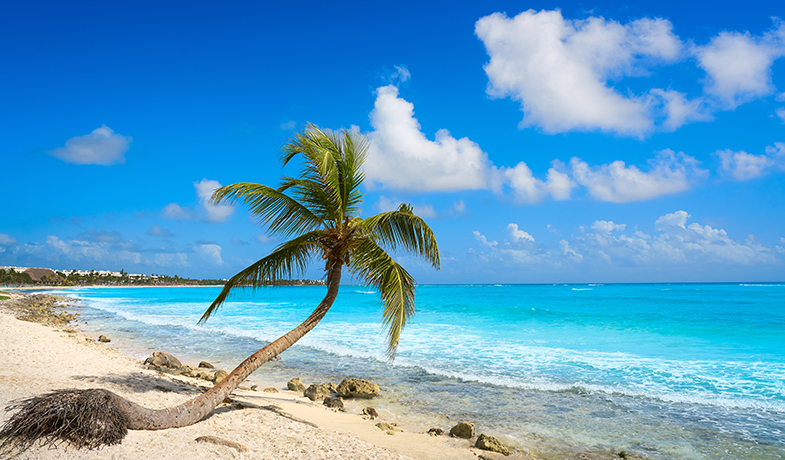Akumal coconut palm tree beach in Riviera Maya, Mexico