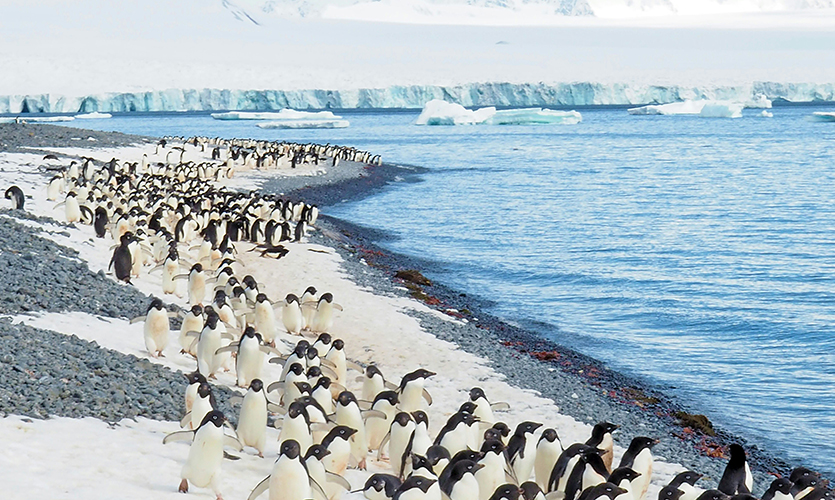 Marching Adélie penguins in Antarctica on a sunny day.