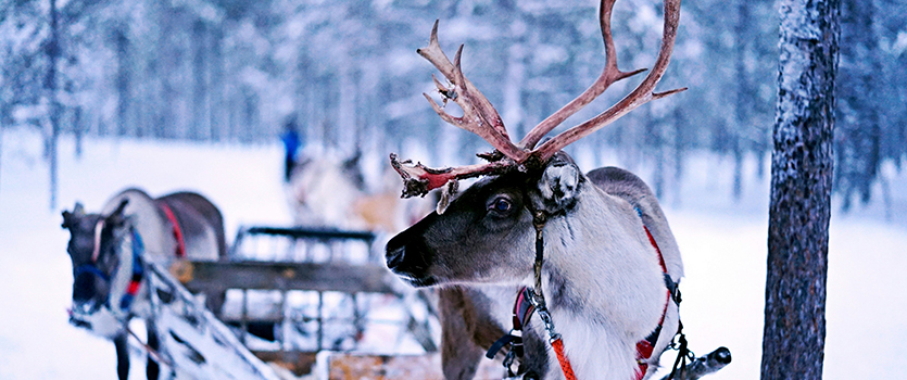 Reindeer pulling a sled through a snowy forest in Finland