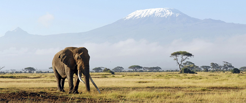 African elephant with Mount Kilimanjaro in the background