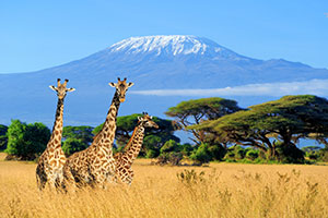 Cape Town/Tema