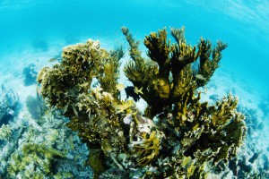 Ambergris Caye